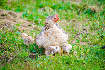 White chicken protecting her chicks on a sunny summer day on the freshly cut green grass suggesting natural grown animalsの写真素材
