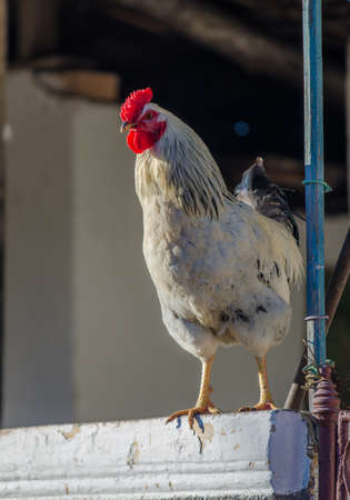Home grown organic rooster cock singing on a rural farm wall on a sunny day with a pole next to it suggesting vintage old natural lookの写真素材