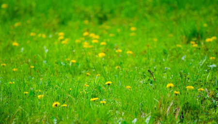 Seasonal spring pesrpective of fresh vibrant green grass with yellow dandelions with a blurred background and focus on a few small flowers suited for a wallpaperの写真素材