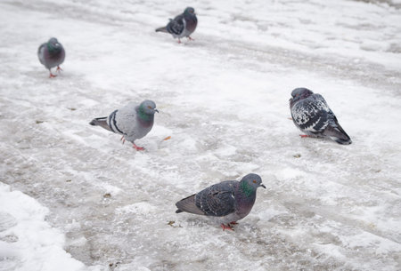 Pidgeons on an icy cold freezing winter day with snow and frost all aroundの写真素材