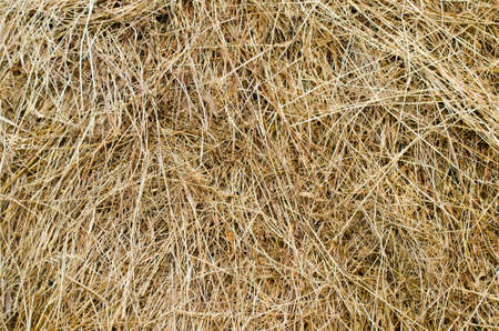Hay stack texture in a close view with a yellow dried up lookの写真素材