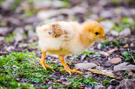 Small cute baby chick with orange white yellow fluff and feathers walking and pecking in a rural garden suggesting natural healthy home grown domestic birdの写真素材