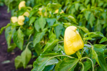 Yellow pepper on a patch in a garden with other peppers and green plants on the backgriundの写真素材