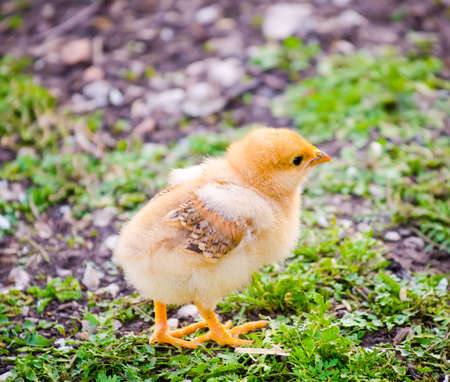 Small orange brown chick walking in a ryral yard with grass and pebbles next to it with a cute fluffy lookの写真素材