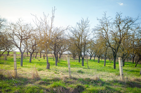 Old rural garden in the countryside with aged leafless trees and a rusty iron barbed wire fence on a sunny spring day with sunn rays and soft filters applied to suggest the warmth of the lightの写真素材