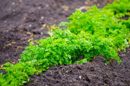 Parsley in a close view on dark fertile rich soil in a rural garden with a vibrant green fresh color suggesting natural agricultureの写真素材
