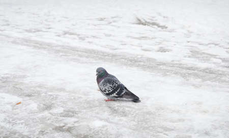 Pidgeon on frozen snow during winter time looking at youの写真素材