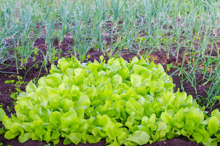 Lettuce patch naturaly grown with an onion patch on the background in a rural garden suggesting home grown organic vegetables with a fresh green lookの写真素材