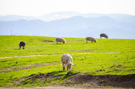 Pigs eating grass at the countryside on a dirty field with fresh green vibrant grass and one pig in focus suggesting natural grown domestic animals with healthy lifestyleの写真素材