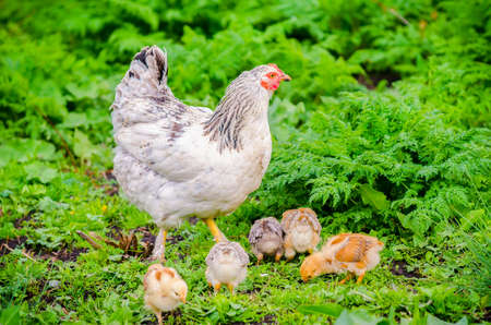 Hen with her small cute baby chicks on fresh green grass suggesting natural organic home grown birdsの写真素材