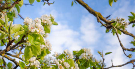 Pear flowers blossoming during a sunny spring day with a blue cloudy sky forming a frame of branches and lefsの写真素材