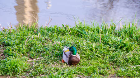 A colorful wild duck sitting on fresh spring green grass and earth next to sa flowing river looking at the leftの写真素材