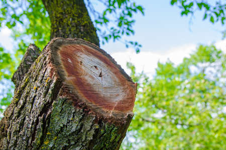 Chopped branch from a rusty cavity eaten tree with green leafs and a blue sky on the backgroundの写真素材