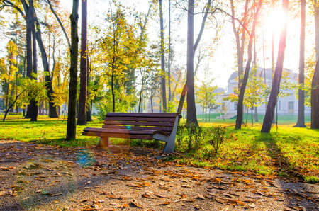 Park bench on a path during a sunny autumn dau with yellow leafs and green grass on the backgroundの写真素材
