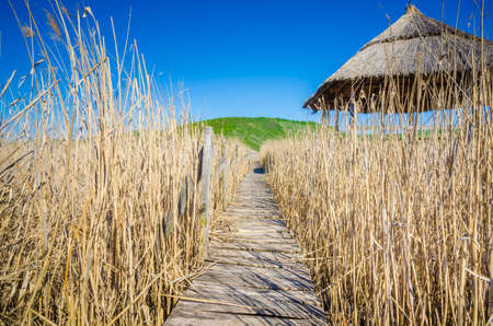 Wood path bridge passing through a yellow reed field with a hut on the side on a sunny summer day with a vintage, picturesque and authentic lookの写真素材
