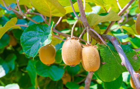 A bunch of exotic tropical kiwi fruits hanging from a plant on a sunny summer dayの写真素材