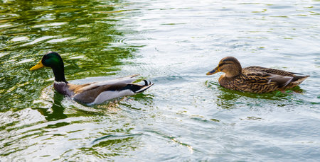 A wild duck following a domestic one  on a green lake with reflections