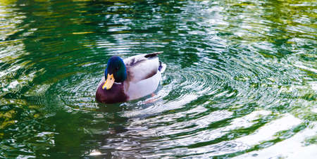 A duck on a green water lake making wavesの写真素材