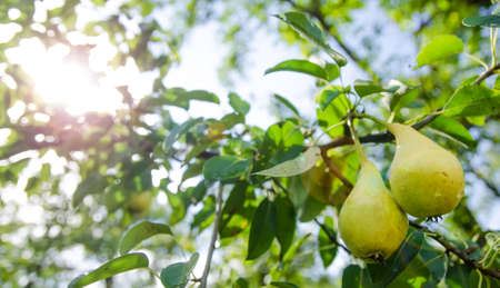 Pears on a branch with grean leaves on a sunny dayの写真素材