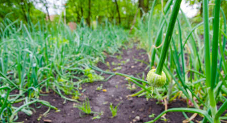 Onion flower hanging in a green garden onion patch with a fresh healthy lookの写真素材