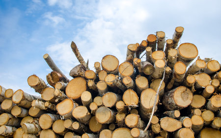 Pile of chopped wood logs with a blue cloudy sky in an imposing and imortant lookの写真素材