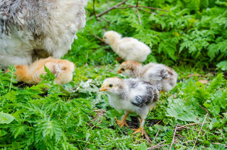 Small chicks with a hen near by with a gray cute small one looking directly at the cameraの写真素材