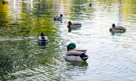 A duck cleaning it's self while floating on a lake with it's friendsの写真素材