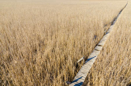 Wood suspended path passing through a dry reed field reservation in a straight diagonal line twards the upper right corner with a wishfull melancholic look suggesting the road to the futureの写真素材