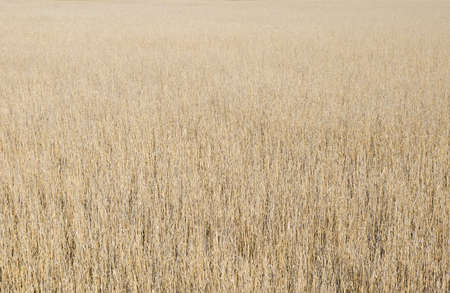Reed field texture background in a reservation with a warm lookの写真素材