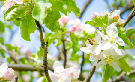 Bee pollinating a white apple tree flower with grean leafs  around on a sunny warm optimistic day