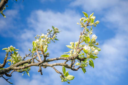 Pear flowers blossoming on a branch duri8ng spring with a blue cloudy skyの写真素材