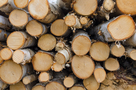 Chopped wood in a stack with detail of the round cut