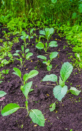 Young fresh green cabbage patch in a traditional rural garden with a wet ecological look suggesting healthy nutritionの写真素材