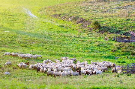 Sheep on a green field on a sunny summer day grazing the fresh green grass with beautiful sun light soft filters and effects appliedの写真素材
