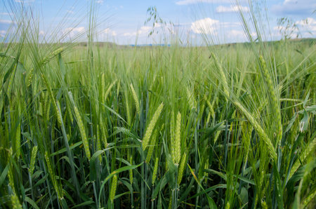 Close view of fresh green raw wheat on rural farmland with a blue sky suggesting healthy organic natural grown cropsの写真素材
