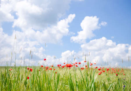Poppy flowers on a agricultural field with a fresh vibrant look and a beautiful sunny cloudy blue sky on the background suggesting a beautiful landscapeの写真素材