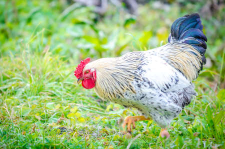 Cock with a beautiful natural color walking and searching for something to eat in the fresh green grass suggesting garden grown domestic chickenの写真素材