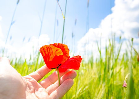 Man hand holding a delicate sensitive beautiful red poppey flower on a fresh green wheat field on a sunny summer day suggesting calm and peaceの写真素材