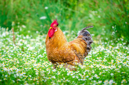 Brown organic rooster looking at me in the  garden with fresh ggreen grass and flowers and an organic home grown lookの写真素材