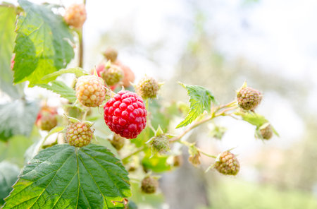 Ripe raspberry and manu unripe raspberries on a green berry bush on a warm sunny day siggesting...