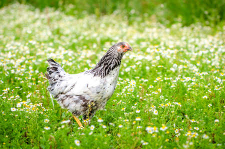 Young white and black chicken running in a green garden with fresh grass and flowers on a sunny summer day with a natural organic lookの写真素材