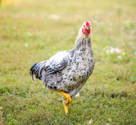 Chicken looking at the camera on green grass with bright sunlightの写真素材