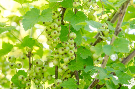 Green currant on a branch with fresh leafs on a warm spring day baking in the sunの写真素材