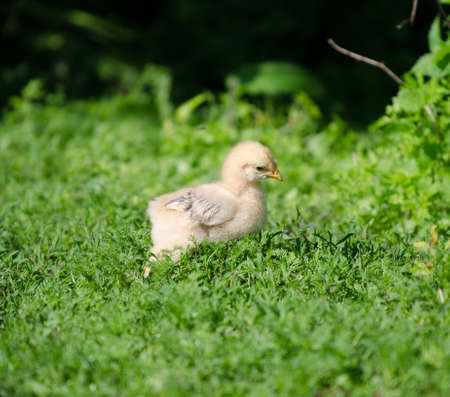 Baby chick walking in the grassの写真素材