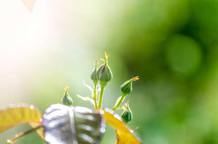 Rose buds in a close view with a virbant green bright blurred out background on a sunny spring dayの写真素材