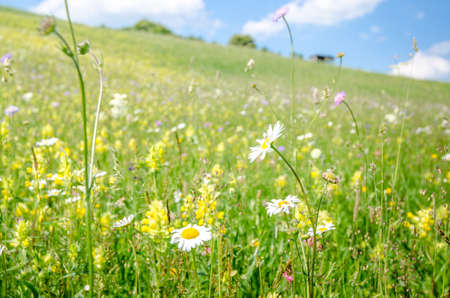 Daisies and many other wild summer flowers on a sunny day with a beautiful calm vibrant lookの写真素材