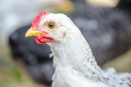 Cute white young chicken looking at the camera and me in a close portrait view with beautiful...