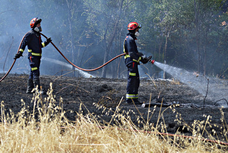 Firefighters working on a vegetation fireのeditorial素材