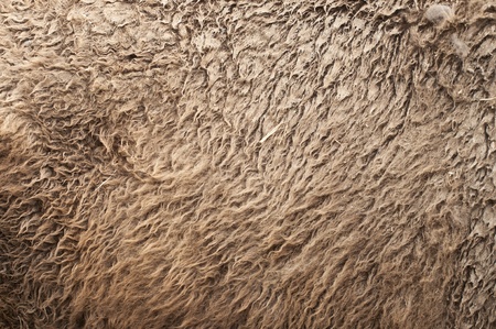 Buffalo fur の写真素材