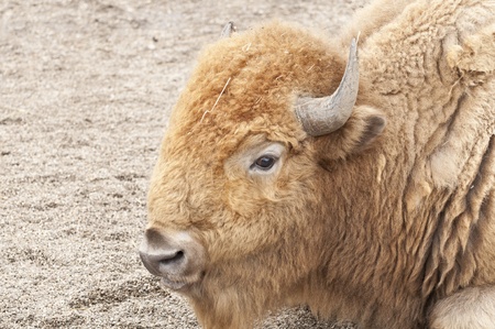 Bison portraitの写真素材